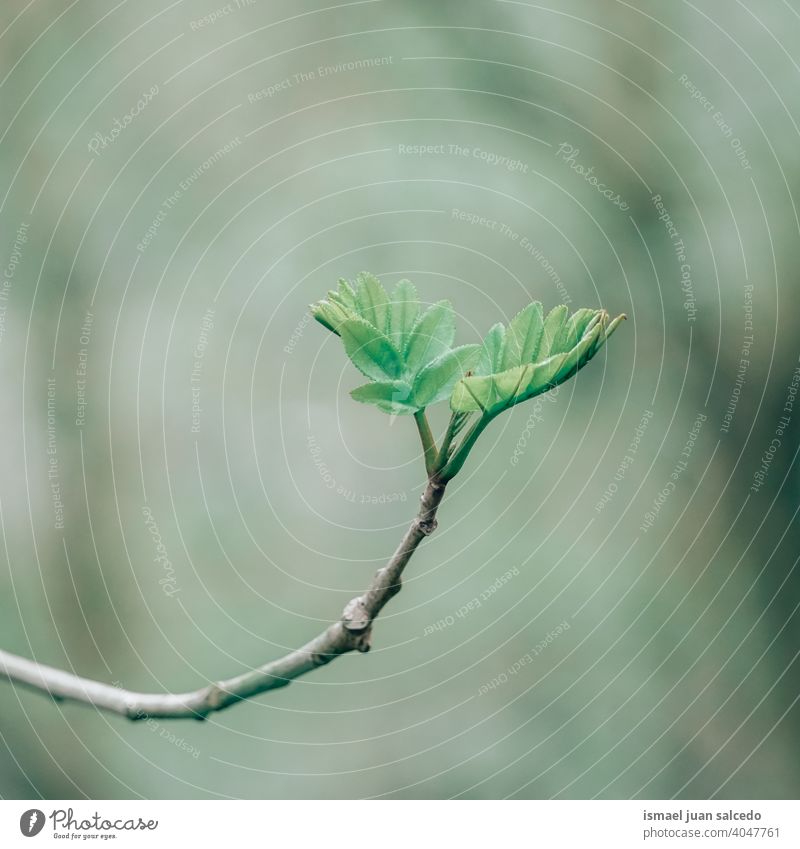 grüne Pflanzenblätter Knospen im Frühjahr Blätter Blatt sprießen Blüte Ast Natur natürlich Laubwerk texturiert Frische im Freien Hintergrund Schönheit