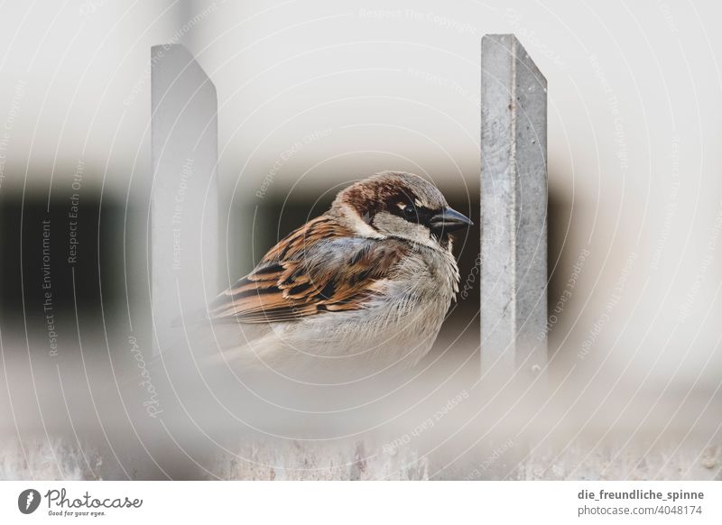 Sperling auf Zaun Vogel fliegen Frühling Ast Tier Außenaufnahme Natur Feder Garten klein Nahaufnahme Winter Schnabel wild schön Tierwelt Singvogel Ornithologie