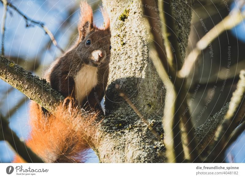 Eichhörnchen auf Futtersuche Nagetiere Tier Wildtier niedlich Natur Fell Außenaufnahme braun Farbfoto Tag Tierporträt Pfote Schwanz Tiergesicht klein ohr wald