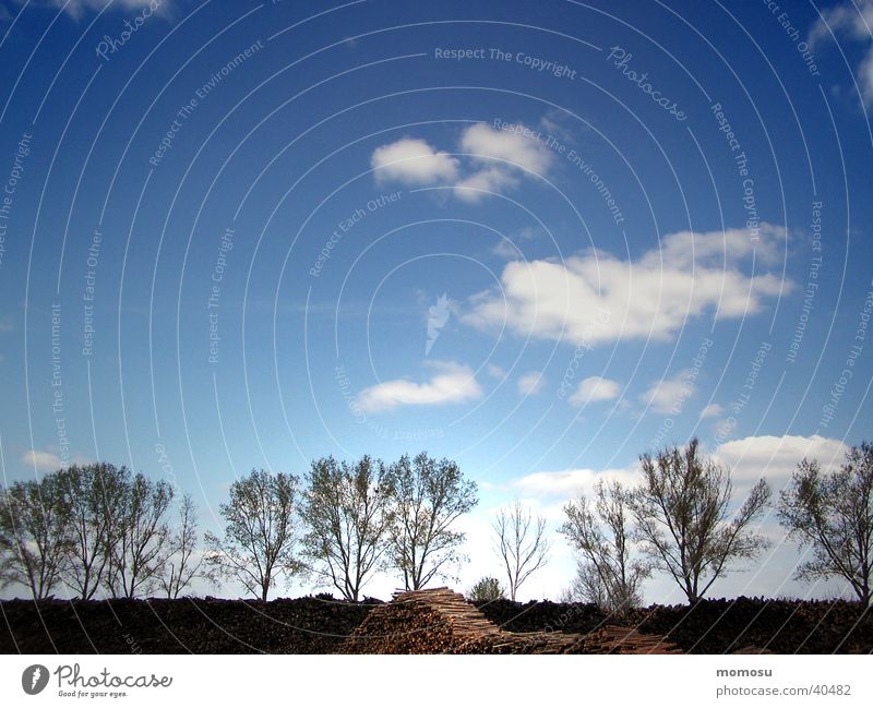 nebeneinander Wolken Holz Stimmung Baume Himmel Linie blau