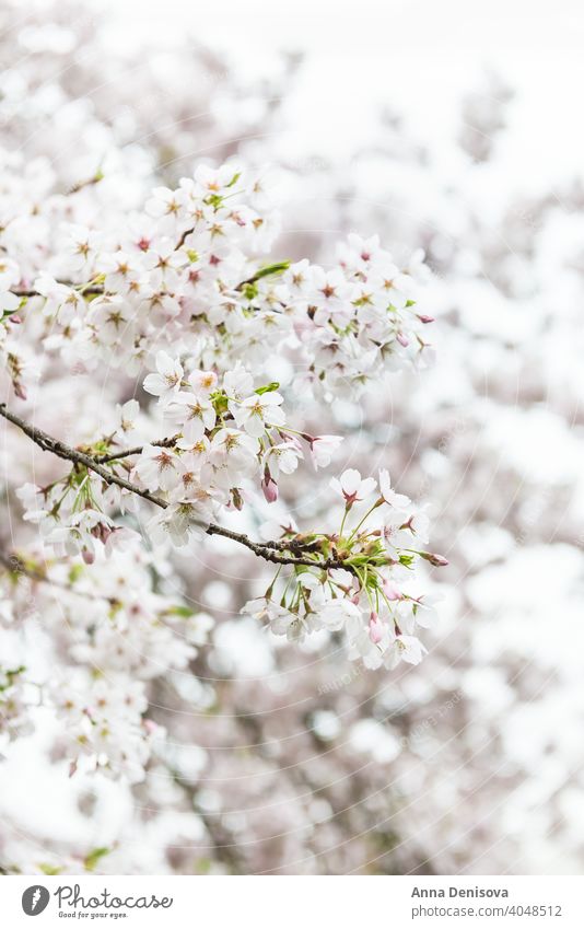 Weiß blühender Kirschbaum während der Frühlingssaison Sakura Blüte Kirsche Baum Hintergrund Blume rosa Natur weiß Garten Saison Überstrahlung vereinzelt Park