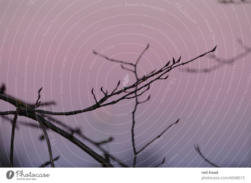 einzelne feine kahle Äste mit kleinen Knospen vor lila Abendhimmel Ast Abendlicht violetter Hintergrund Ruhe Winter Winterstimmung kühl friedlich