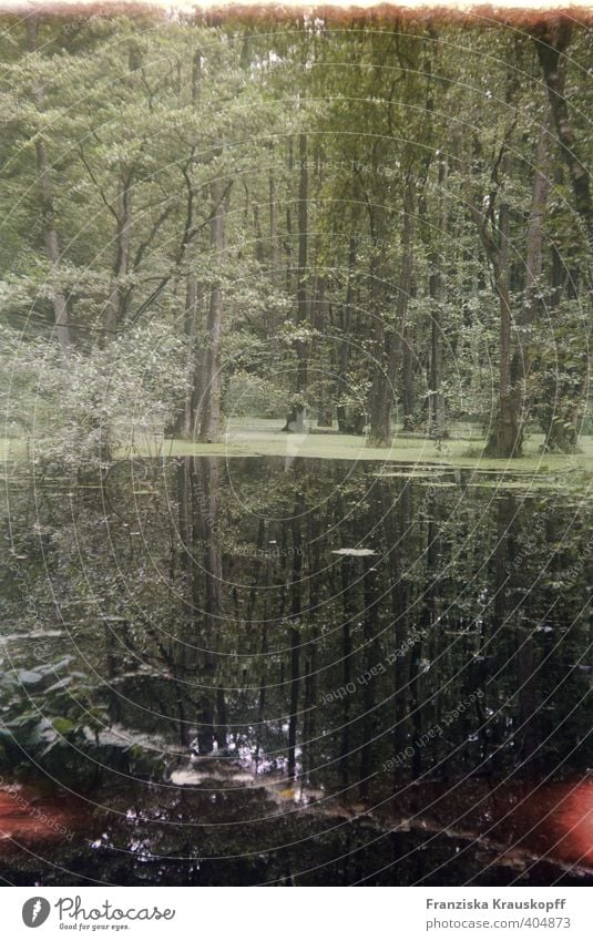 Wasserwald Umwelt Natur Landschaft Pflanze Sommer Klima Klimawandel Wetter Baum Sträucher Moor Sumpf Teich See Menschenleer ästhetisch außergewöhnlich grün