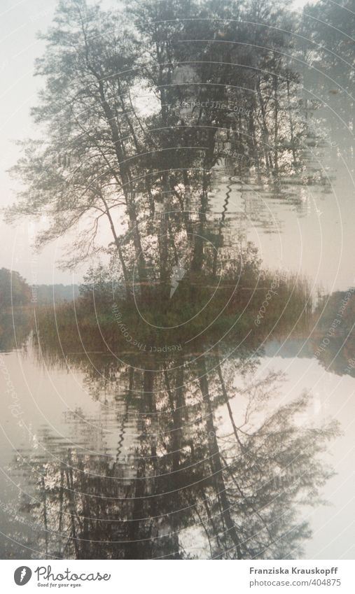 Insel Umwelt Natur Landschaft Pflanze Wasser Himmel Baum Sträucher Wildpflanze Teich See Oase Menschenleer ästhetisch dunkel exotisch natürlich blau braun