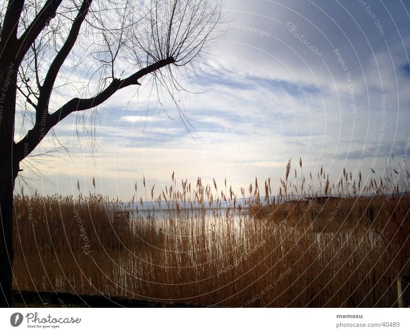 knocking on heavens door See Baum Schilfrohr Sonnenuntergang Bundesland Burgenland Wasser Neusiedlersee