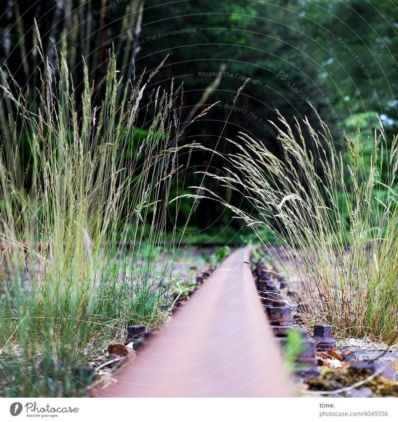 Heimatkunde Bahnschienen Schienenverkehr metall gras lost places Vergangenheit Verkehrswege verlassen Schienennetz alt Strukturen & Formen Verfall