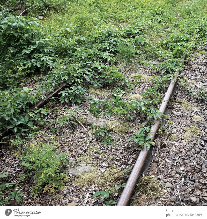 back to the roots | the roots are back bahnschiene Schienenverkehr gleise gleisbett natur überwuchert rückeroberung steine ungenutzt alt historisch vorbei