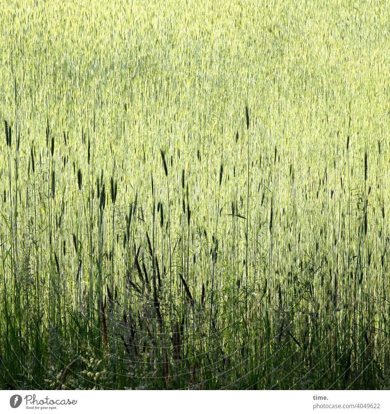 Doppelkorn, mindestens Getreide getreidefeld grün sonnig schattig landwirtschaft Gemeinschaft wachstum nahrung umwelt