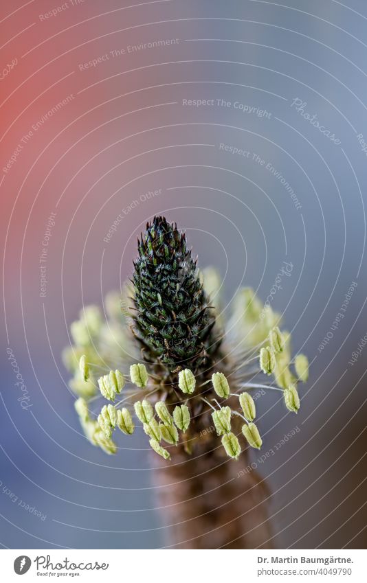 Spitzwegerich, Plantago lanceolata, Spießkraut, Lungenblatt oder Schlangenzunge Blütenstand Wegerichgewächse Plantaginaceae Heilpflanze Pflanze