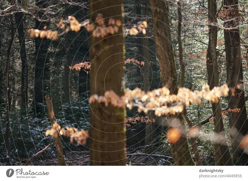 Wald Landschaft aus Buchen und Fichten oder Tannen mit Eis und Schnee und bei Sonnenschein WInter Weihnachten Hochwald Mischald Natur Außenaufnahme Winter Baum