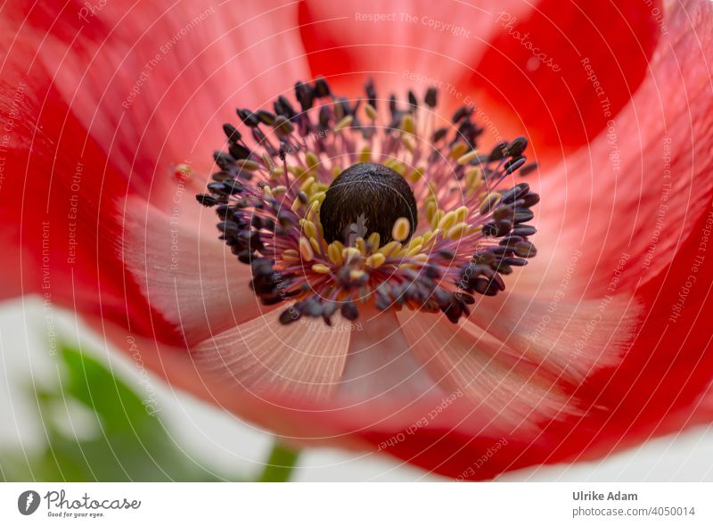 Rote Blüte der Kronen - Anemone Anemone coronaria Kronen-Anemone Windröschen Schwache Tiefenschärfe zart filigran Valentinstag elegant Wellness Design