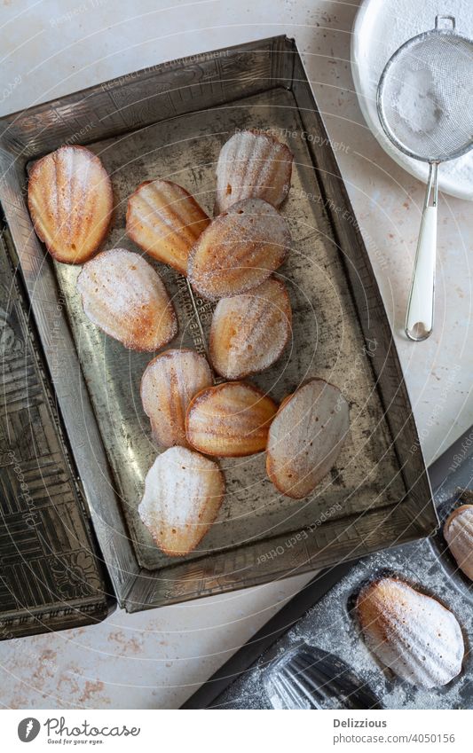 Draufsicht auf eine Dose gefüllt mit frisch gebackenen Madeleine-Kuchen mit Puderzucker madeleine Lebensmittel hausgemacht süß lecker Zucker Snack Backwaren