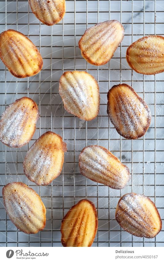 Top down Vollbild Bild der Madeleine-Kuchen mit Puderzucker bestäubt auf einem Kühlregal auf weißem Marmor Oberfläche madeleine backen Lebensmittel hausgemacht