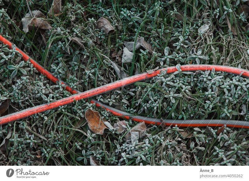 Roter Gartenschlauch auf frostigen Blättern rot Schlauch Gras Gestrüpp Laub grün Wachstum Frost Raureif Morgentau Wasserschlauch Winter kalt gefroren