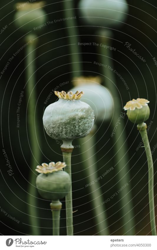 Nahaufnahme einer Mohnpflanze / Mohnkapsel nahaufnahme Blume Sommer Pflanze Außenaufnahme Mohnblüte Natur Blüte Bokeh verschwommener hintergrund ruhig gelb grün