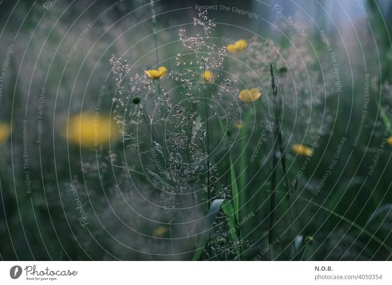 Wilde Gräser Wiese Nahaufnahme Wildblumen Sommer Blüte Natur Pflanze Gras Farbfoto natürlich Gräserblüte Außenaufnahme Menschenleer Schwache Tiefenschärfe