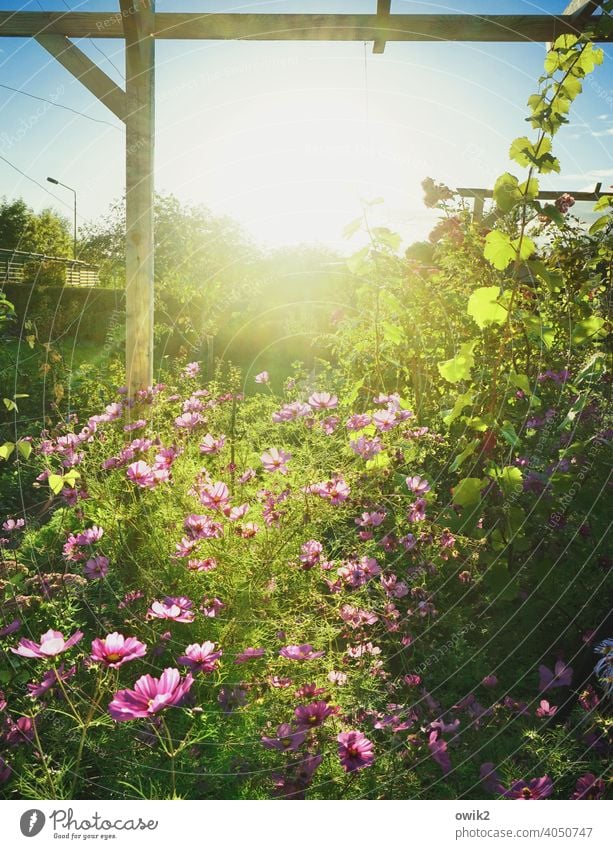 Leuchtgarten Sonne Pergola grün Grünpflanze Tageslicht Idylle Blume schönes Wetter Leben Cosmea Schmuckkörbchen hell Landschaft Wildpflanze Cosmeablüte Licht