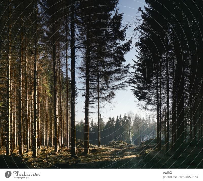 Schneise Holz Bäume Umwelt Menschenleer Baumstämme Wald Landschaft Natur Erholung Farbfoto Außenaufnahme Tag Panorama (Aussicht) Totale Schönes Wetter Weg