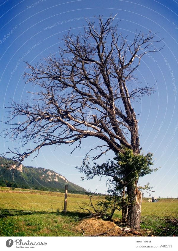 zu-neigung Baum Wiese Zuneigung stur Berge u. Gebirge geneigt Neigung