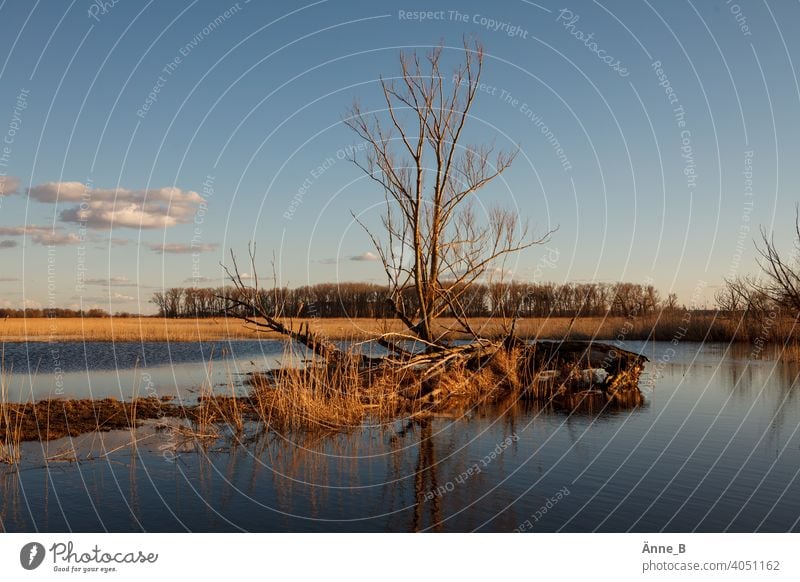 Überschwemmt – Baum im Wasser Holz Äste Zweig Todholz Überschwemmung Schilf Schilfrohr Abenddämmerung Vorflutkanal an der Havel Gras Wolken Himmel Wiesen