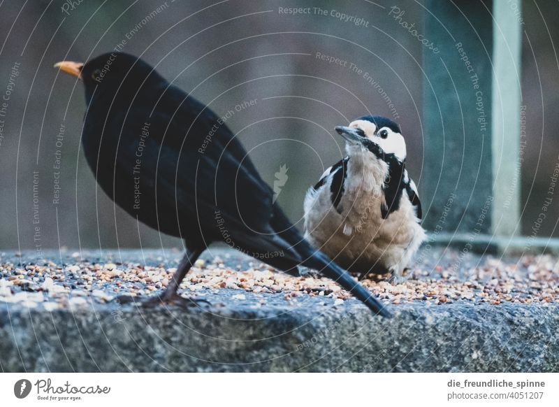 Buntspecht und Amsel an Futterstelle Vogel fliegen Frühling Ast Tier Außenaufnahme Natur Feder Garten klein Nahaufnahme Winter Schnabel wild schön Tierwelt