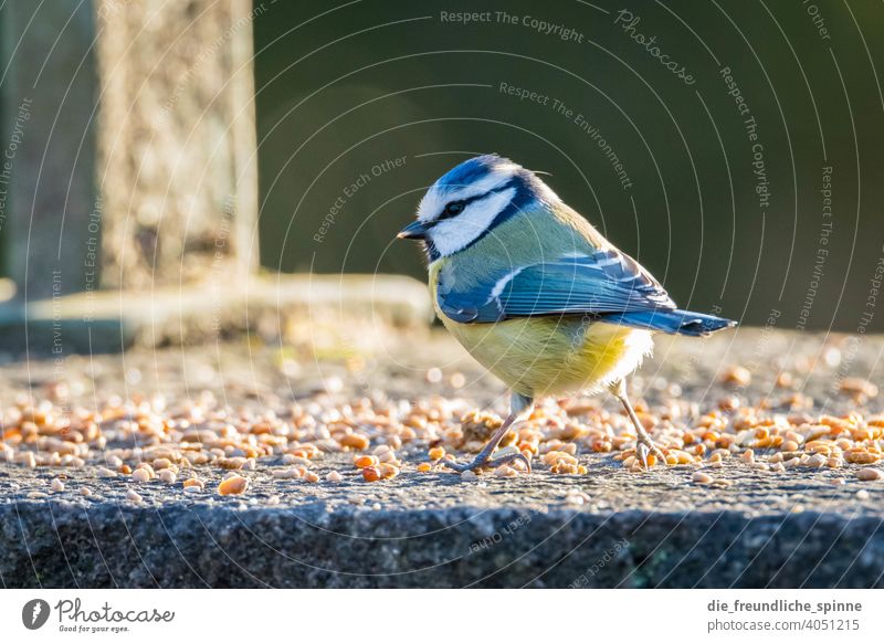 Blaumeisen auf Ast Meise Vogel fliegen gelb Frühling Tier Außenaufnahme Natur blau Feder Garten klein Nahaufnahme Winter Schnabel wild schön Tierwelt Singvogel