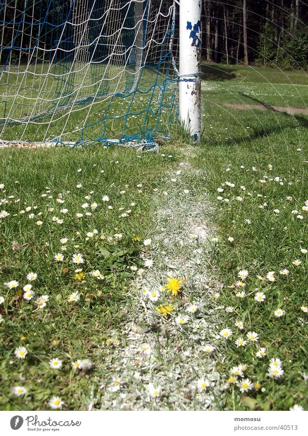 out Wiese Gras Löwenzahn Sport Fußball Torstange Outlinie