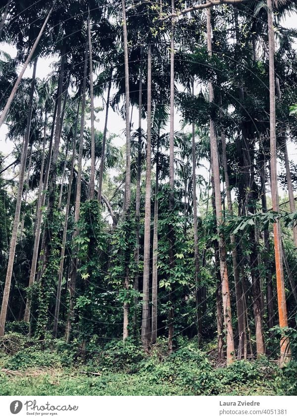 Zwischen den Bäumen Palme Palmen Tropen exotisch Pflanze Palmenwedel Baum Handfläche Natur Blatt Holz tropisch tropisches Klima Schönes Wetter Sommer