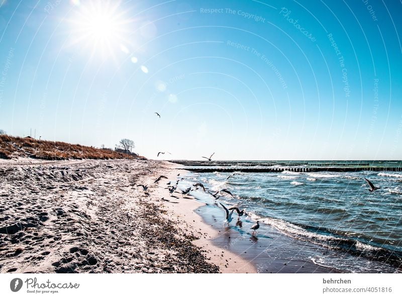 wo die ostseewellen trecken an das land blau träumen Fernweh Sehnsucht weite Himmel Ostsee Natur Wasser Wellen Strand Meer Darß Ferien & Urlaub & Reisen