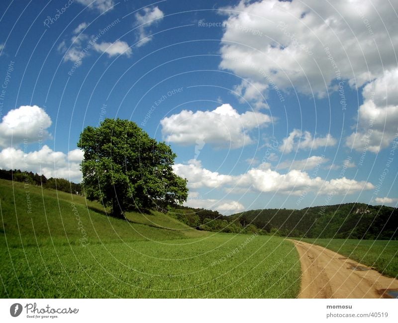 wie im bilderbuch Baum Wolken Wiese Gras grün Berge u. Gebirge Himmel Wege & Pfade Straße