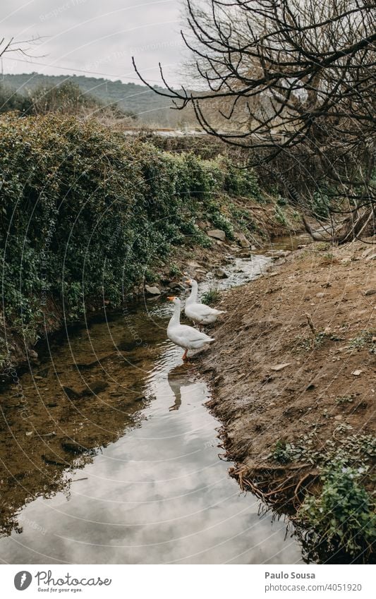 Gänse auf dem Fluss Hausgans Gänsevögel Bauernhof Nutztier Federvieh Natur Vögel Schnabel Farbfoto Tierporträt Vogel Außenaufnahme Schwarm Tierhaltung