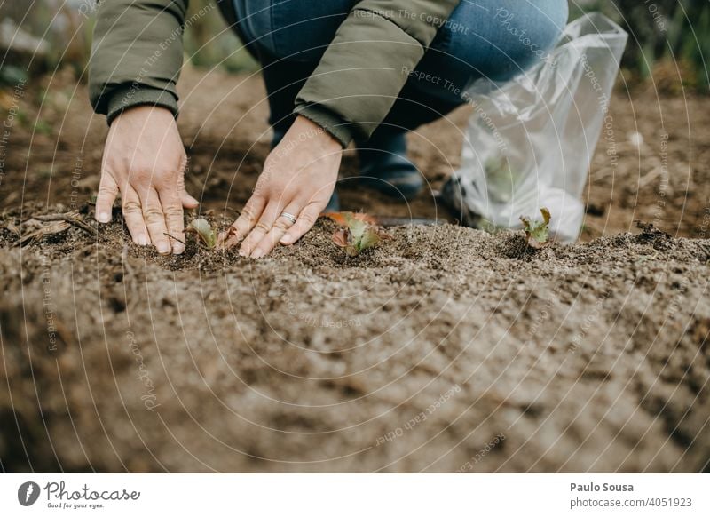 Close up Frau Hände Gartenarbeit Nahaufnahme Salat Bioprodukte Biologische Landwirtschaft Bauernhof Lebensmittel Ackerbau Farbfoto Vegetarische Ernährung Gemüse