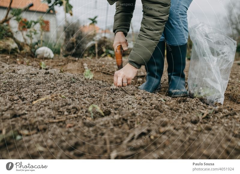 Close up Frau Hände pflanzen Salat Garten Gartenarbeit Bauernhof Bioprodukte Biologische Landwirtschaft organisch frisch Vegetarische Ernährung grün Ackerbau