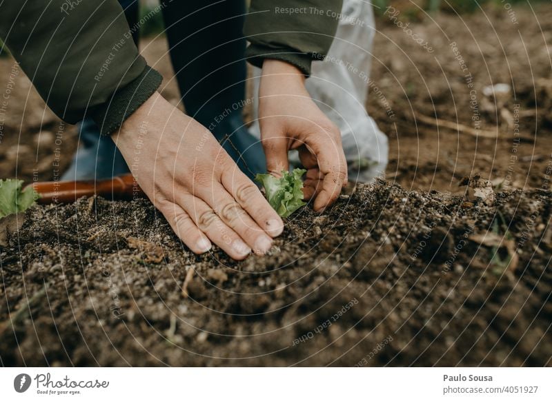 Close up Frau Hände pflanzen Salat Nahaufnahme Hand Garten Gartenarbeit Pflanze Pflanzen Bepflanzung Arbeit Frühling Wachstum Hobby Natur grün Bioprodukte