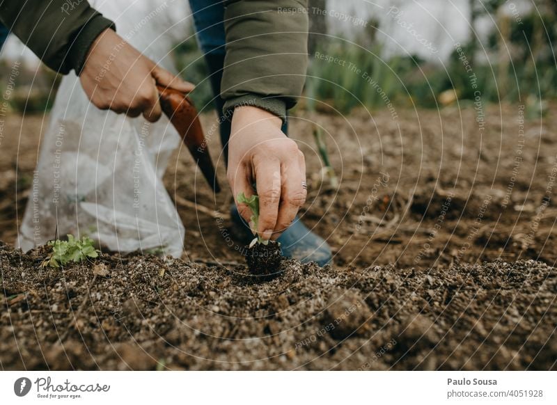 Close up Frau Hände pflanzen Salat Pflanze Bepflanzung Samen Bioprodukte organisch Biologische Landwirtschaft Garten Gartenarbeit Gärtner Kopfsalatblatt