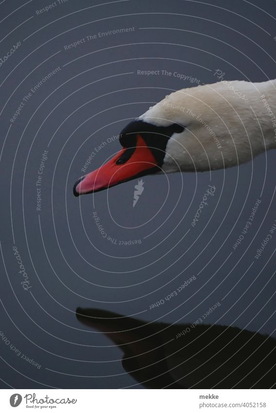 Ein Schwan bestaunt seinen Schatten See Wasser Tier schwimmen Eleganz Schnabel Vogel dunkel Natur Hals Reflexion & Spiegelung Blick Schwäne Gegensatz Teich