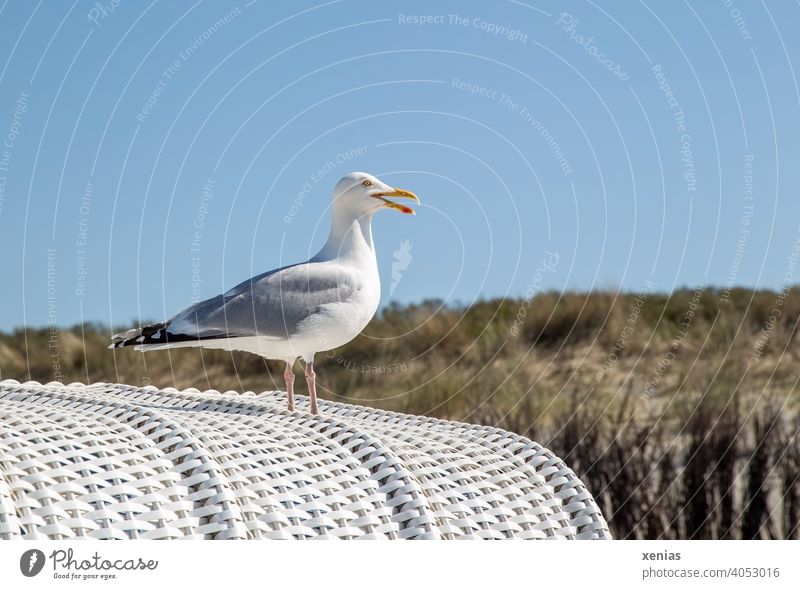 Steht eine Möwe bei schönem Wetter mit blauem Himmel auf einem weißen Strandkorb und schreit nach Urlaub Vogel Schönes Wetter Ferien & Urlaub & Reisen Küste