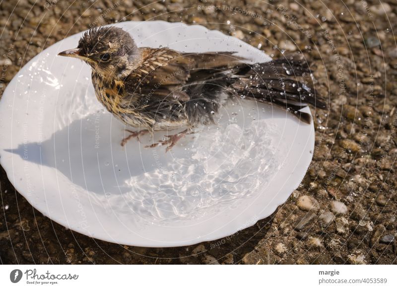 Kleine Drossel badet in einem Teller Vogel Menschenleer Singvogel Natur Tierporträt Farbfoto Wildtier gefiederter freund Gefieder Daunen Garten Vogeljunges