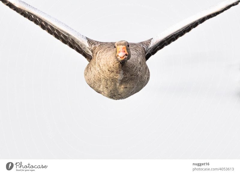 Graugans im Flug von vorne Vogel Tier Gans Außenaufnahme fliegen Wildtier Farbfoto Natur Tag Wildgans Umwelt natürlich Menschenleer Freiheit frei Tiergruppe