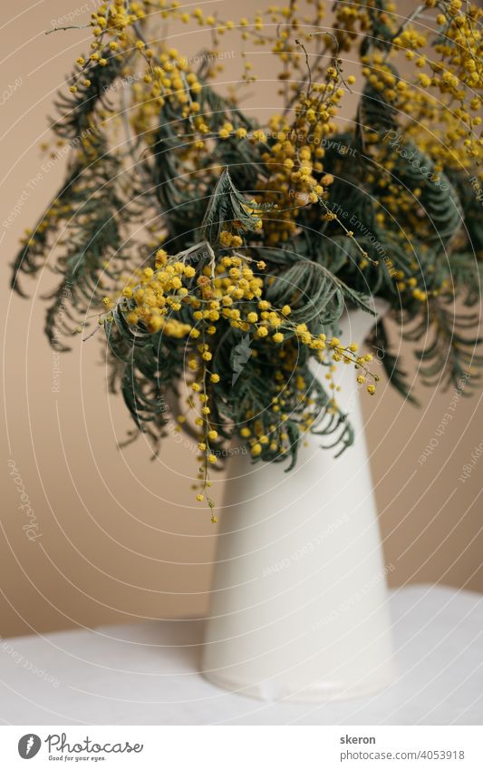 Frühling duftenden Blumenstrauß von Mimosen in einem keramischen Vintage-Krug auf einem Papier farbigen Hintergrund. Grußkarte zu Ehren von Muttertag oder Valentinstag.