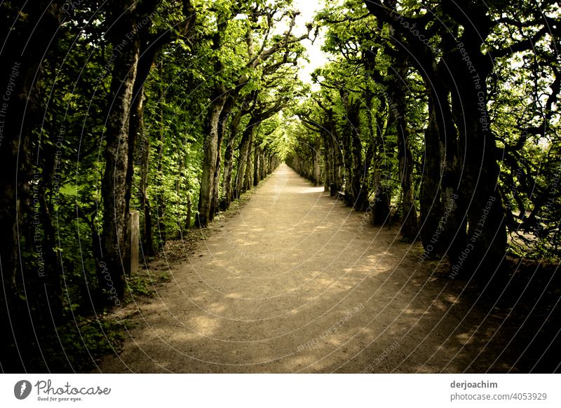 Amazing Trail. Ein wunderschöner Weg unter den Bäumen,  mit Licht und Schatten. Wege & Pfade Sonne Himmel Baum Landschaft Außenaufnahme Farbfoto Menschenleer