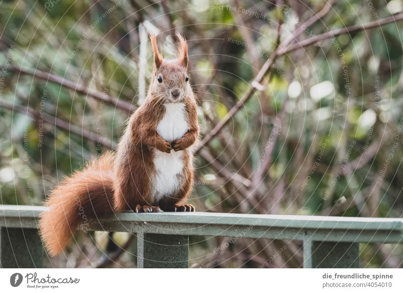 Eichhörnchen auf Futtersuche Nagetiere Tier Wildtier niedlich Natur Fell Außenaufnahme braun Farbfoto Tag Tierporträt Pfote Schwanz Tiergesicht klein ohr wald