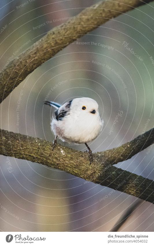 Schwanzmeise auf Ast Meise Vogel fliegen Frühling Tier Außenaufnahme Natur Feder Garten klein Nahaufnahme Winter Schnabel wild schön Tierwelt Singvogel