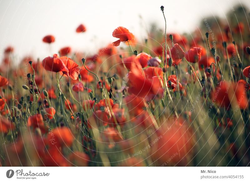 KlatschMohnFeld Landschaft Wachstum Blüte rot Wildpflanze Mohnfeld Klatschmohn Mohnblüte leuchten Nutzpflanze intensiv Idylle sommerlich Pflanze Umwelt Natur