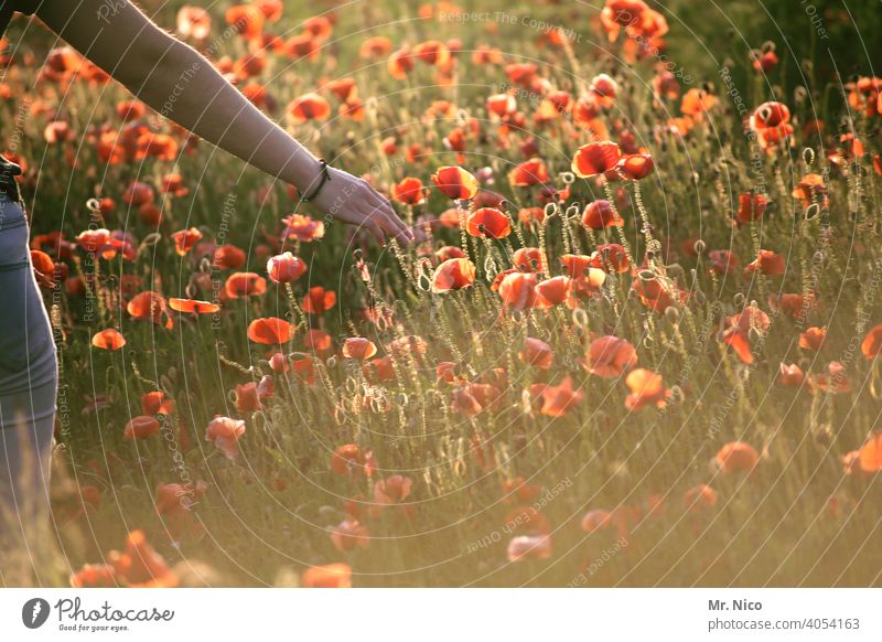 gutes Gefühl Blüte Wachstum Klatschmohn Mohnfeld Landschaft Wildpflanze rot Mohnblüte leuchten sommerlich Idylle intensiv Nutzpflanze Pflanze Feld Umwelt Natur