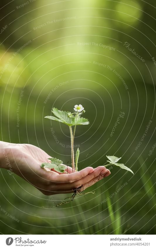 Umwelt Earth Day In den Händen der Bäume wachsen Sämlinge. Bokeh grüner Hintergrund Weibliche Hand hält Baum auf Natur Feld Gras Wald Erhaltung Konzept Erde