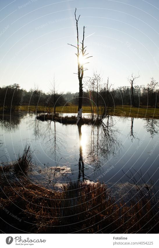 Der eitle Baum betrachtet stundenlang sein Spiegelbild im Wasser und wünscht sich eine neue Frisur Bäume Natur Landschaft Wald Umwelt Außenaufnahme Menschenleer