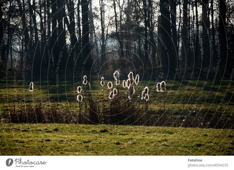 Puschelig weiche Schilfrohre stehen leuchtend auf der Wiese vor einem dunklen Wald. Schilfgras schilfhalm Natur Außenaufnahme Farbfoto Menschenleer Pflanze