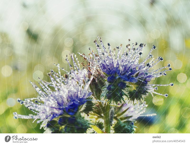 Tropfnass Blume Blüte Natur filigran Blühend Morgen Umwelt Kontrast Totale Sonnenlicht Detailaufnahme Menschenleer Textfreiraum oben Nahaufnahme Außenaufnahme