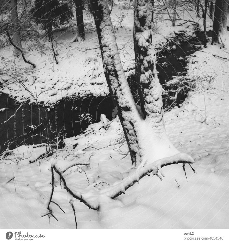 Kaltes Rinnsal Schneelandschaft Schneedecke Menschenleer kalt Winter weiß Natur Frost Wintertag Winterstimmung Umwelt ruhig Landschaft Märchenwald Kälte